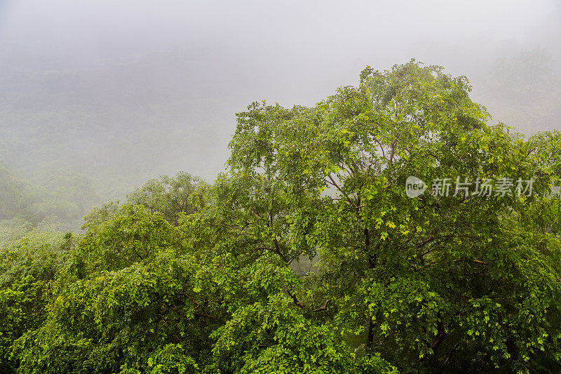 洛纳瓦拉季风期间的树梢