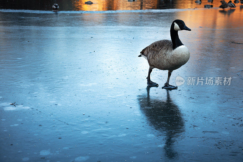 鸭子在冰上