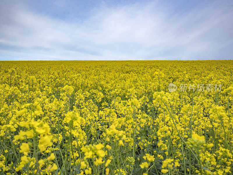 在一个阳光明媚的夏日里种植油菜籽