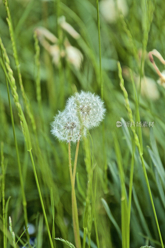 开花的蒲公英