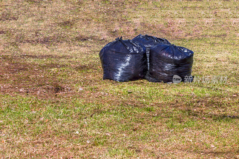叶切除。公园草坪上的黑色塑料袋里装着去年的枯叶。