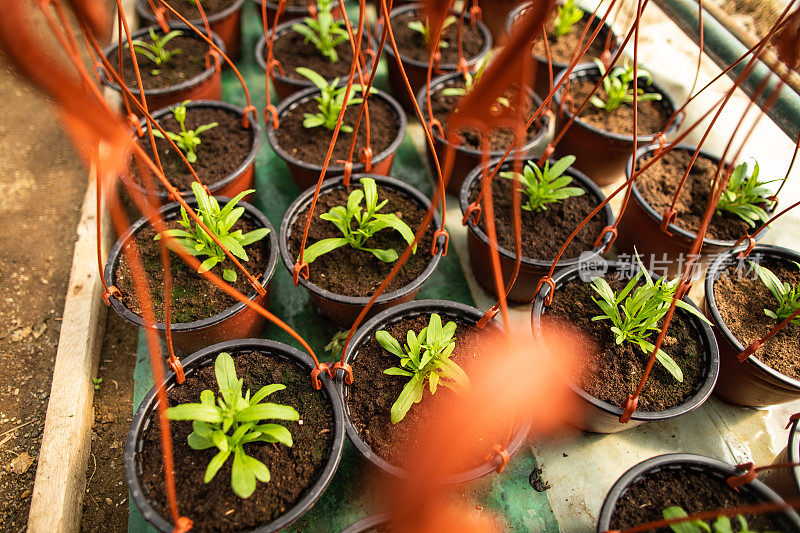 苗圃里的塑料盆里的小芽花