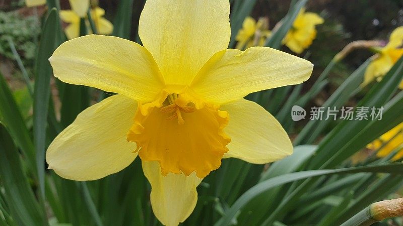 水仙花野生