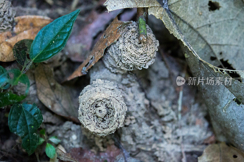 马来西亚:基纳巴丹干的白蚁群