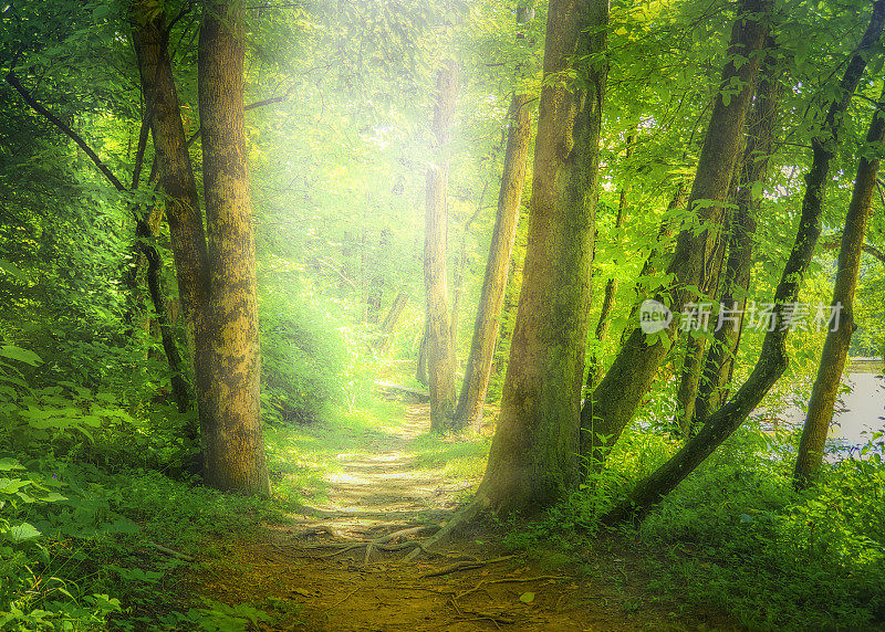 徒步小径进入森林迷雾-魔法森林
