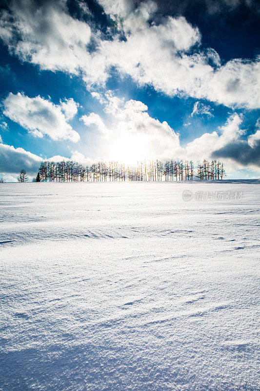 落叶松林上的雪山和碧蓝的天空