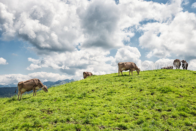 在瑞士山区随心所欲地放牧奶牛