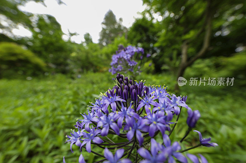 日本的紫色花朵