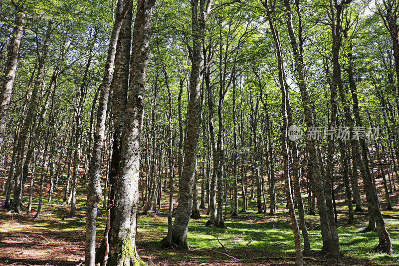 波黑Velez山上茂密的山毛榉林，树木高大