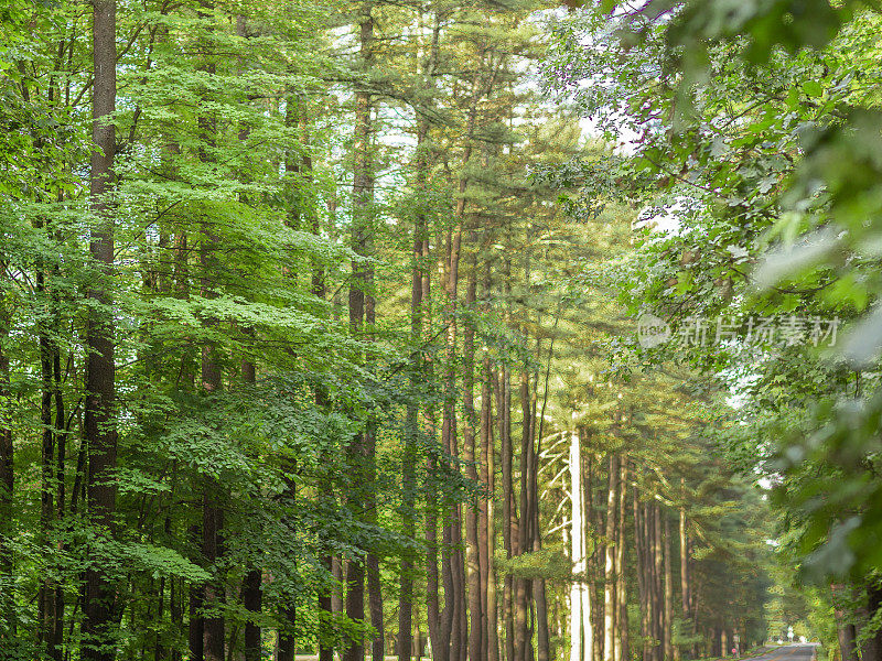 松树大道，萨拉托加泉，纽约