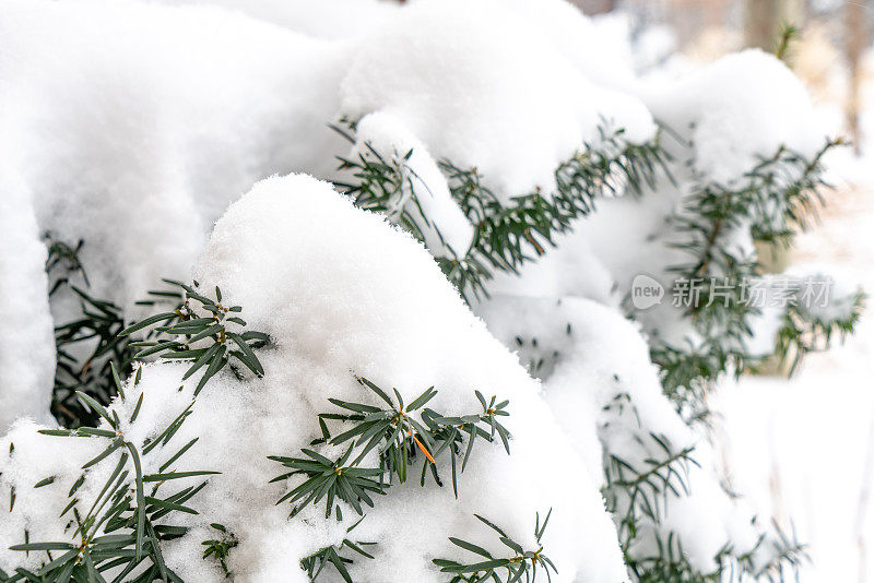 暴风雪在多伦多