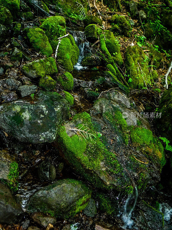 许多苔藓,太。Shirane日兴