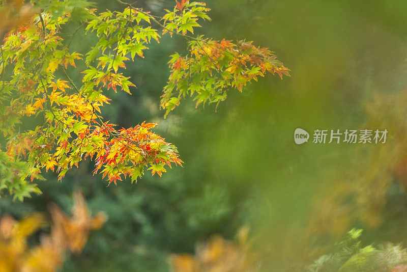 观赏花园中的秋叶