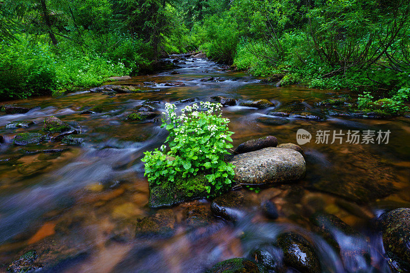 带有夏季野花的荒野小溪