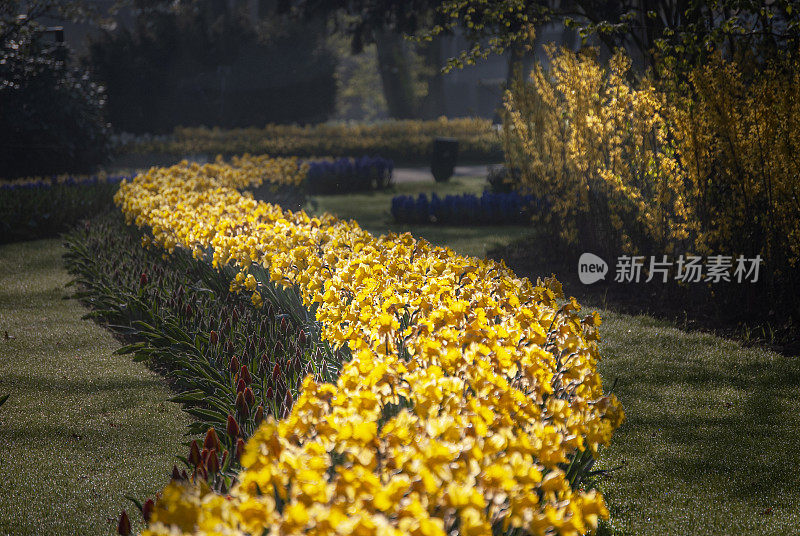 水仙花