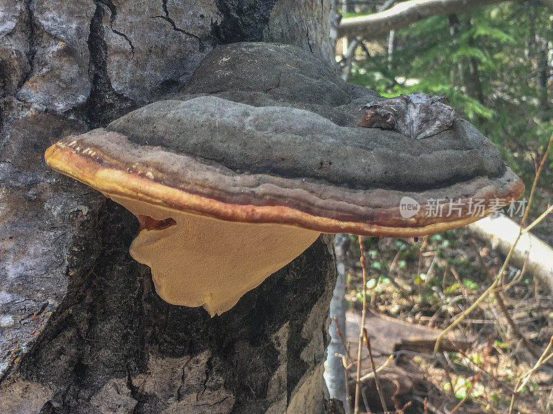 加拿大一种生长在树上的大型黑色松斑拟南芥蘑菇