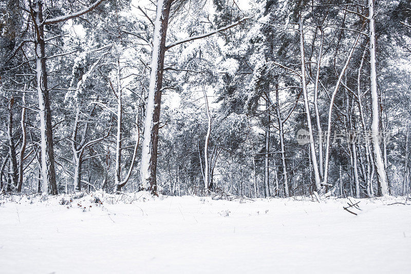 雪景在寒冷的冬日里与新鲜的雪