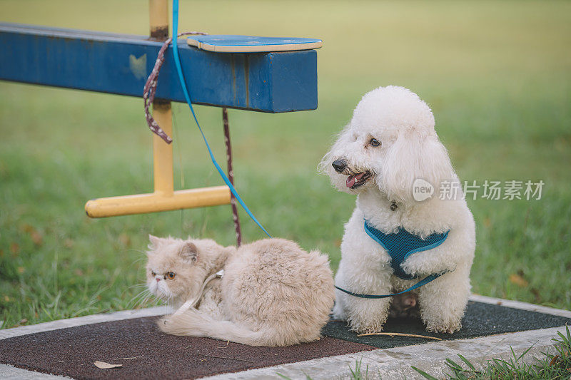 一只家养的猫和狗在公园里用皮带拴着，等着它们的主人看