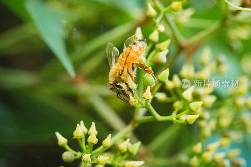 蜜蜂从夏天的花朵中采集花蜜。