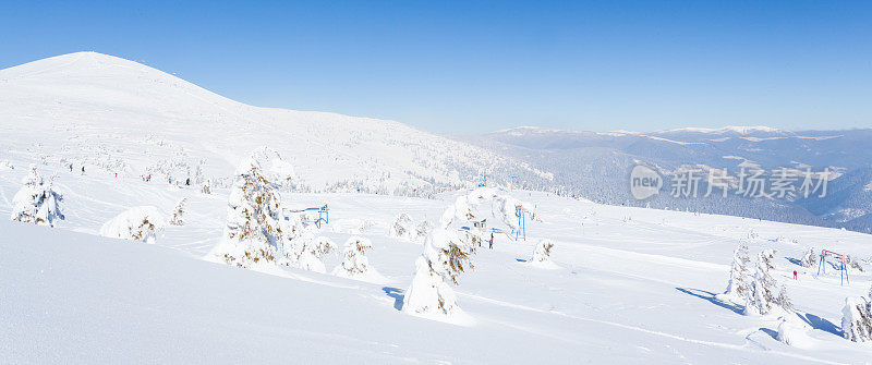 雪后冰雪覆盖的冷杉林和冬日灰蒙蒙的天空。喀尔巴阡山脉,乌克兰。