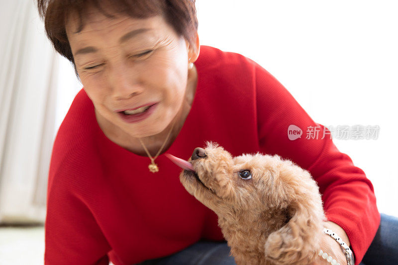 玩具狮子狗正在亲吻女人