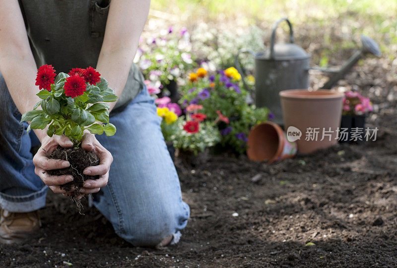 妇女种花