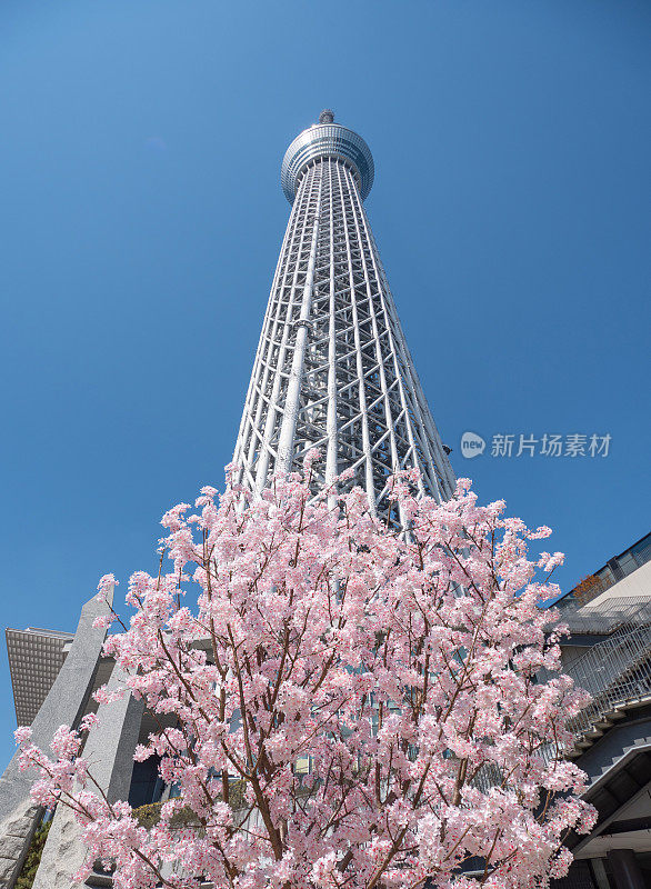 东京的天空树建筑上有樱花