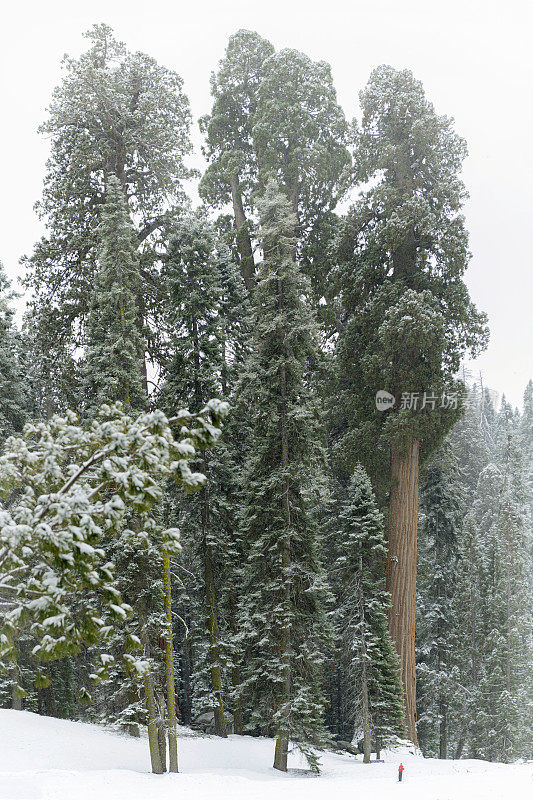 红杉国家公园迎来了新鲜的冬季降雪。