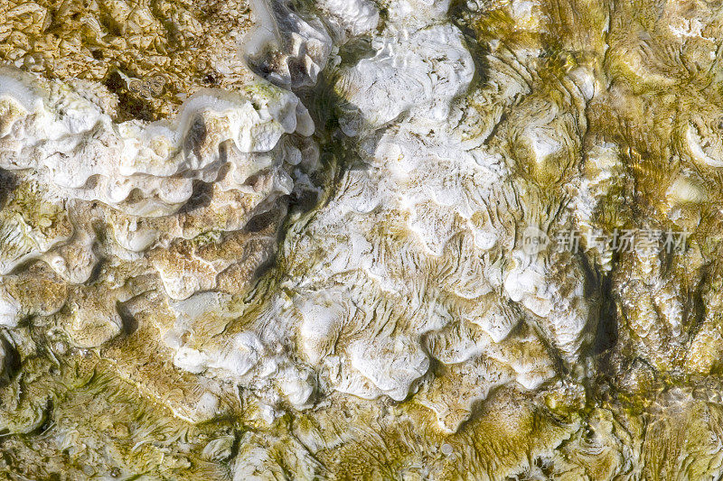 黄石国家公园温泉中生长的丝状细菌