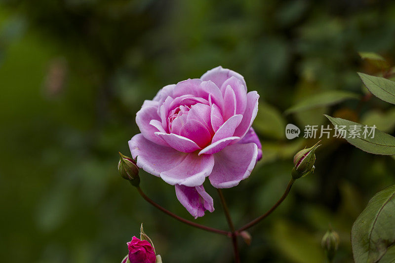 古老的围墙英国乡村别墅花园和分配与植物和鲜花