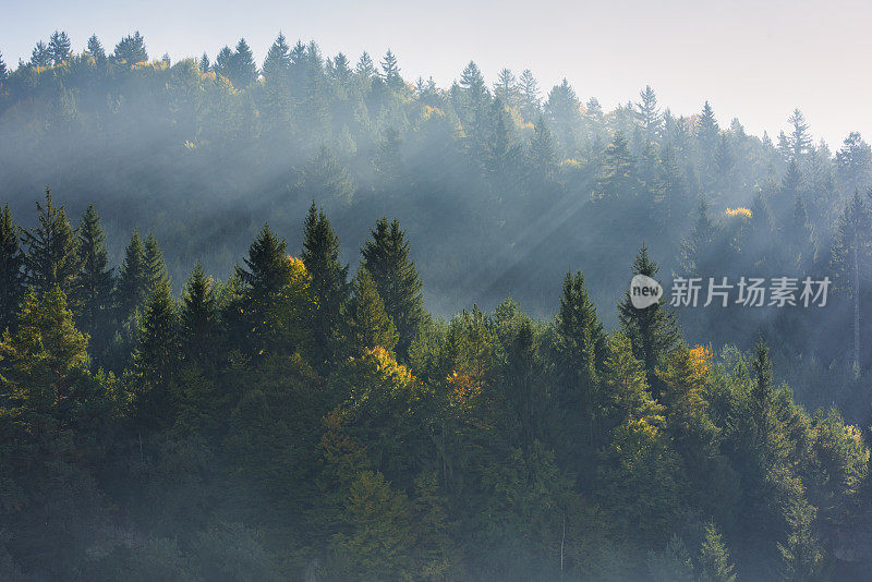 五颜六色的森林在山上闪烁着光芒