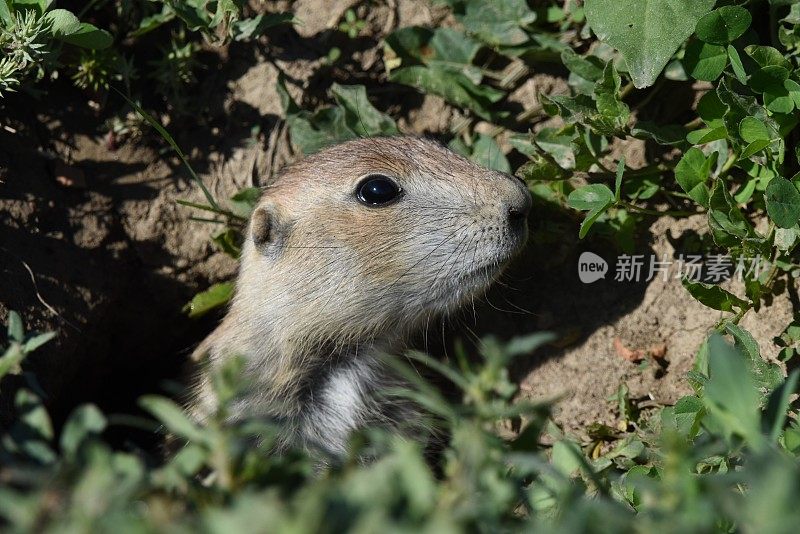 小草原土拨鼠警惕