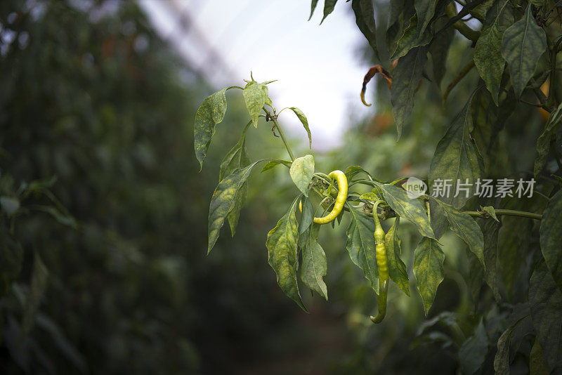 温室里绿色辣椒的特写镜头