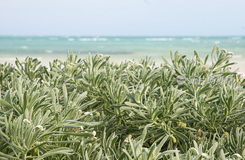 加勒比海海滩上的植物