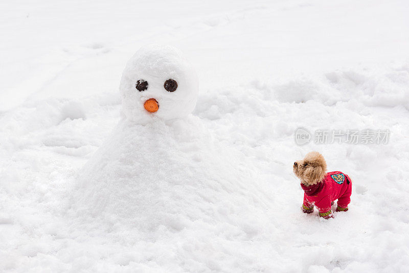 雪天里，泰迪狗穿着中国的衣服和鞋子在雪地里玩耍