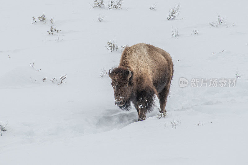在美国黄石国家公园，一群野牛正在穿越积雪覆盖的大草原
