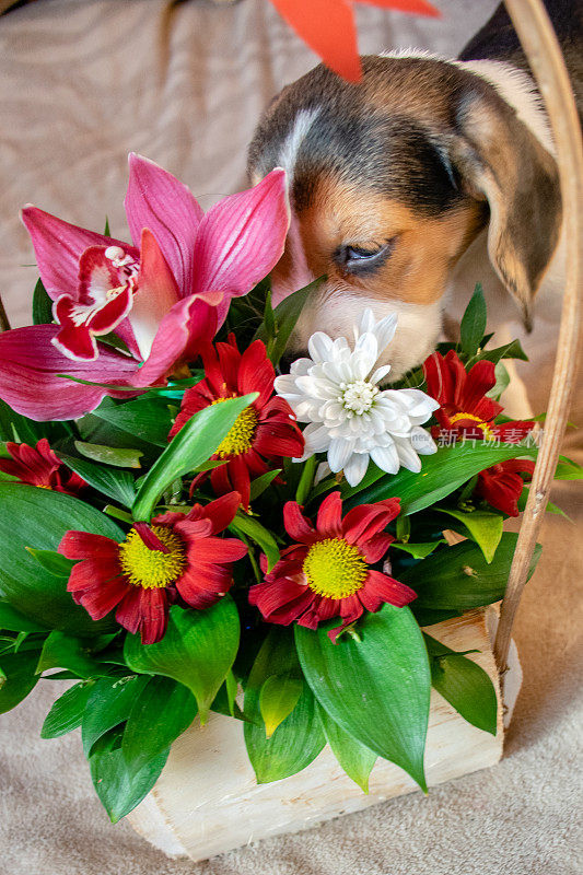 比格犬小狗和花