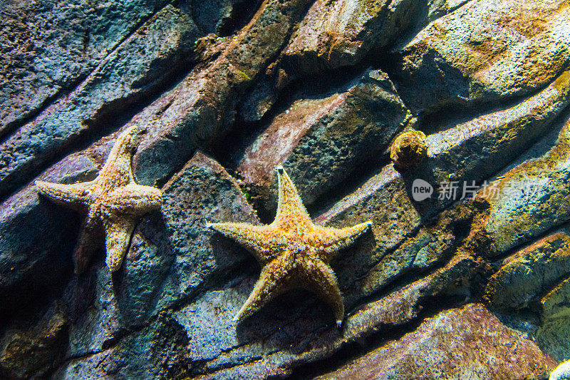 水族馆里岩石上的海星