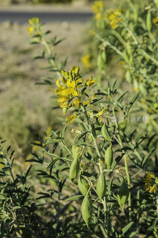 囊足类，乔舒亚树国家公园，加利福尼亚，莫哈韦沙漠。Cleomaceae。有许多种子荚。