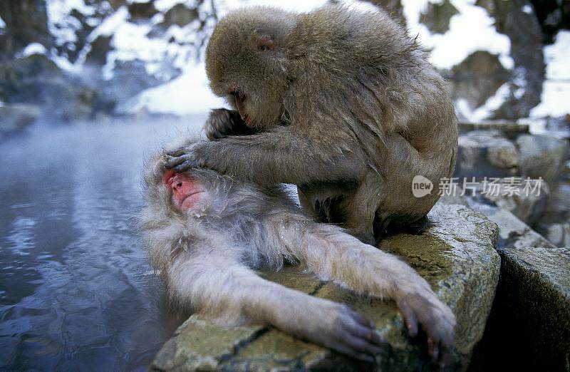 日本猕猴，褐尾猕猴，成年站在温泉水，梳理，日本北海道岛