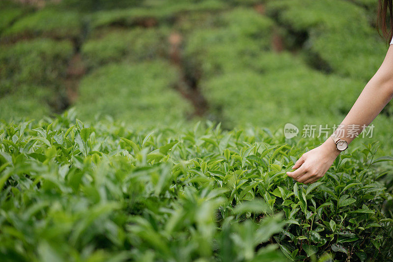 年轻的亚洲女人与背包探索茶园