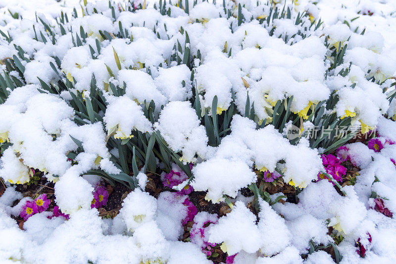 初雪水仙花