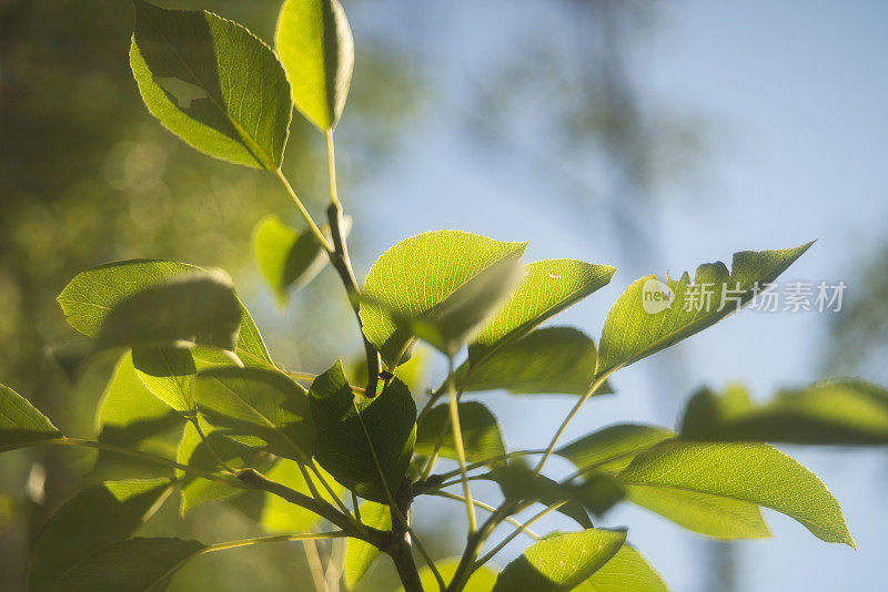 皮奇树的枝干在背光下，带有强烈的镜头光晕和复古艺术散景。