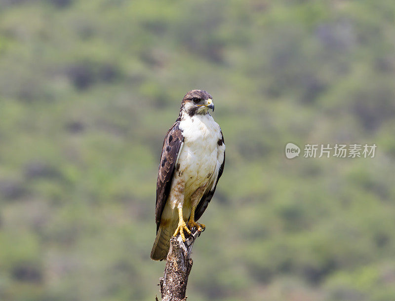 红尾鹰