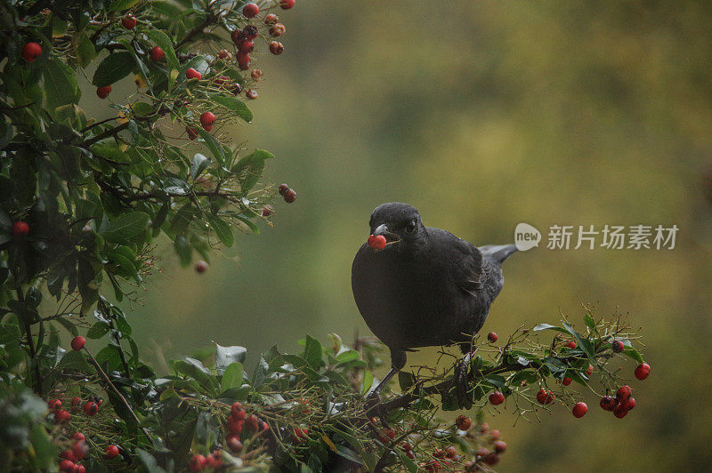 吃黑鸟