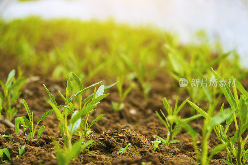 春季在温室里浇菠菜田树苗