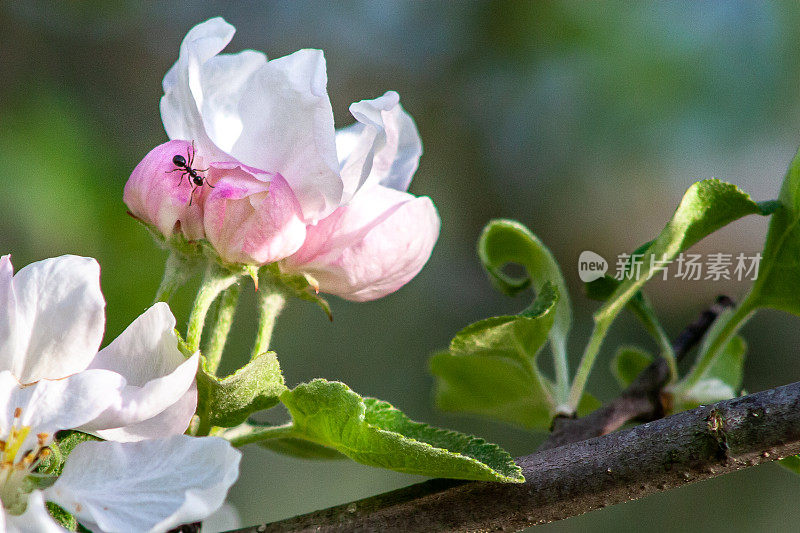 这是一棵苹果树开花的特写。蚂蚁在花上。