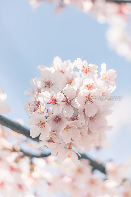 樱花树与蓝色的天空