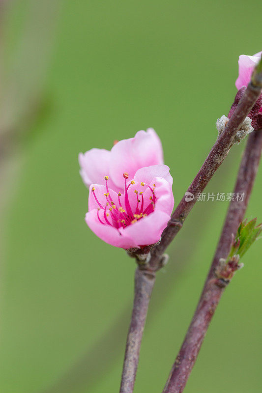 霜桃树粉红花朵垂直形象