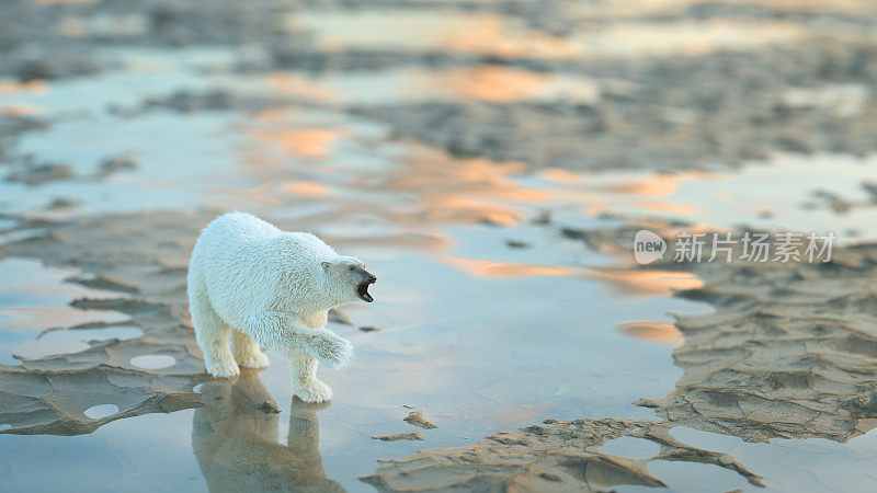北极熊的全球变暖概念